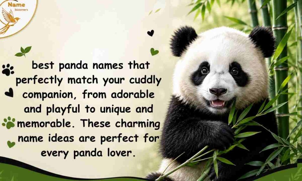 Best Panda Names